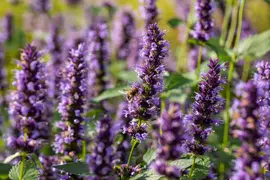 Agastache Hybr. Black Adder (Dropplant) - afbeelding 4