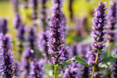 Agastache Hybr. Black Adder (Dropplant) - afbeelding 5