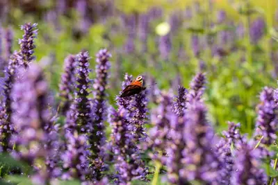 Agastache Hybr. Black Adder (Dropplant) - afbeelding 6