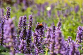 Agastache Hybr. Black Adder (Dropplant) - afbeelding 6