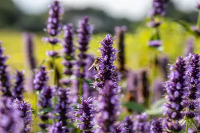 Agastache Hybr. Black Adder (Dropplant) - afbeelding 7