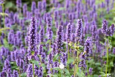 Agastache Hybr. Black Adder (Dropplant) - afbeelding 8