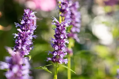 Agastache Hybr. Black Adder (Dropplant) - afbeelding 9