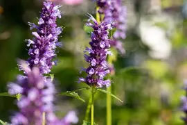 Agastache Hybr. Black Adder (Dropplant) - afbeelding 10