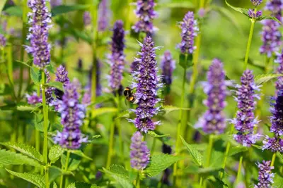 Agastache Hybr. Black Adder (Dropplant) - afbeelding 11