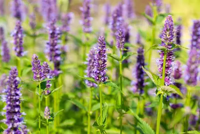 Agastache Hybr. Black Adder (Dropplant) - afbeelding 12