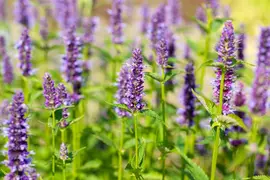Agastache Hybr. Black Adder (Dropplant) - afbeelding 12