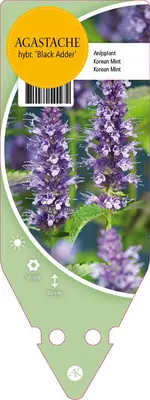 Agastache Hybr. Black Adder (Dropplant) - afbeelding 1