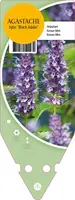 Agastache Hybr. Black Adder (Dropplant) kopen?