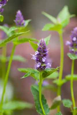 Agastache Hybr. Black Adder (Dropplant) - afbeelding 13