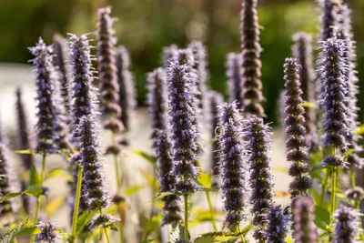 Agastache Hybr. Blue Fortune (Dropplant) - afbeelding 3