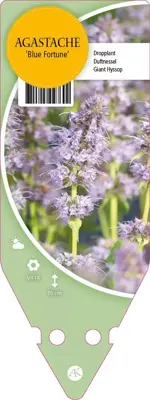 Agastache Hybr. Blue Fortune (Dropplant) - afbeelding 1