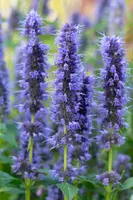 Agastache Hybr. Blue Fortune (Dropplant) - afbeelding 7