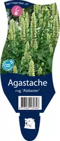 Agastache rugosa 'Alabaster' (Anijsplant) kopen?