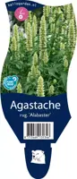 Agastache rugosa 'Alabaster' (Anijsplant) - afbeelding 1