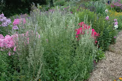 Agastache Rugosa Alabaster (Dropplant) - afbeelding 3