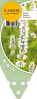 Agastache Rugosa Alabaster (Dropplant) - afbeelding 1