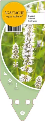 Agastache Rugosa Alabaster (Dropplant) - afbeelding 1
