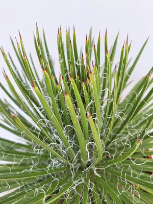 Agave c22 - afbeelding 2