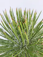Agave c22 - afbeelding 2