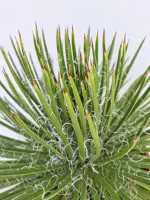 Agave c22 - afbeelding 2