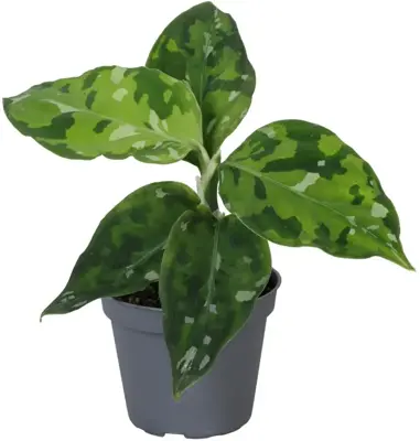 Aglaonema 'Pictus Tricolor' (Olifantsoor) 10cm - afbeelding 1