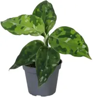 Aglaonema 'Pictus Tricolor' (Olifantsoor) 10cm - afbeelding 1