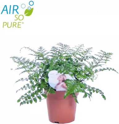 Air So Pure Asplenium parvati 35cm - afbeelding 2