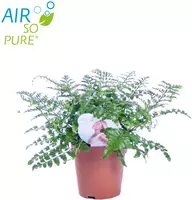 Air So Pure Asplenium parvati 35cm - afbeelding 2