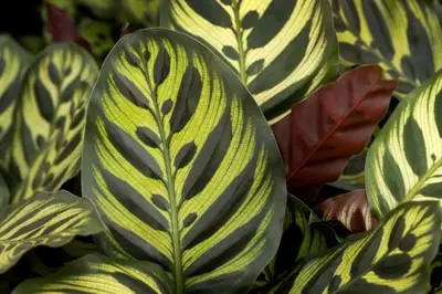 Air so Pure Calathea makoyana (Pauwwenplant) 80cm - afbeelding 3