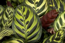 Air so Pure Calathea makoyana (Pauwwenplant) 80cm - afbeelding 3