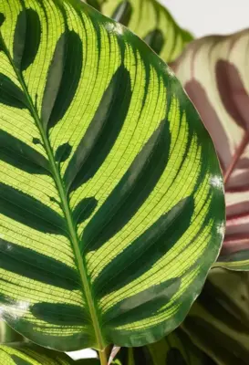 Air so Pure Calathea makoyana (Pauwwenplant) 80cm - afbeelding 2