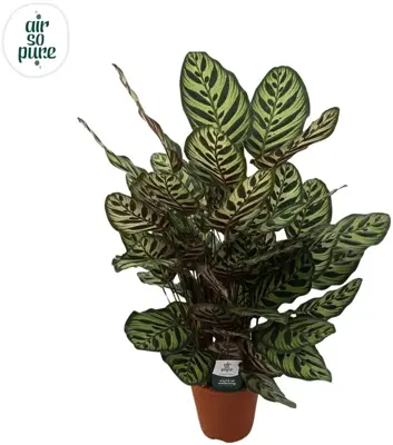 Air so Pure Calathea makoyana (Pauwwenplant) 80cm - afbeelding 1