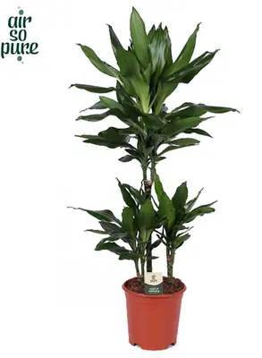 Air so Pure Dracaena fragrans 'Janet Lind' (Drakenbloedboom) 90cm - afbeelding 1