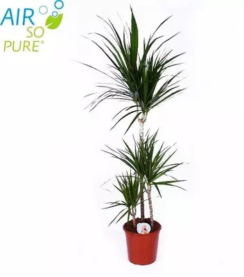 Air So Pure Dracaena marginata (Drakenbloedboom) 95 cm - afbeelding 1