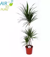 Air So Pure Dracaena marginata (Drakenbloedboom) 95 cm kopen?