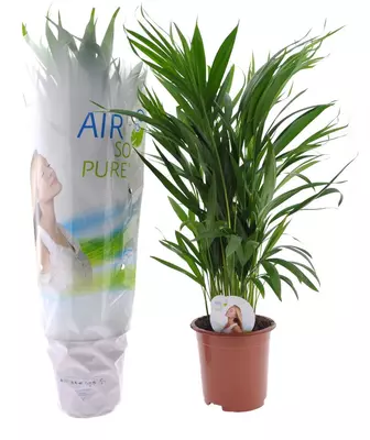 Air So Pure Dypsis lutescens (Arecapalm, Goudpalm) 60cm - afbeelding 1