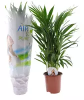 Air So Pure Dypsis lutescens (Arecapalm, Goudpalm) 60cm kopen?