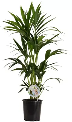 Air So Pure Howea forsteriana (Kentiapalm) 100cm - afbeelding 1