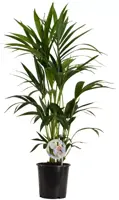 Air So Pure Howea forsteriana (Kentiapalm) 100cm - afbeelding 1
