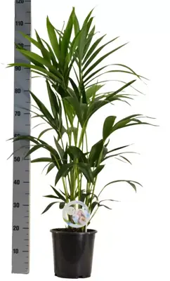 Air So Pure Howea forsteriana (Kentiapalm) 100cm - afbeelding 2