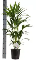 Air So Pure Howea forsteriana (Kentiapalm) 100cm - afbeelding 2