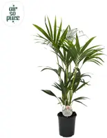 Air So Pure Howea Forsteriana (Kentiapalm) 140cm kopen?