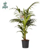 Air So Pure Howea forsteriana (Kentiapalm) 140cm - afbeelding 1