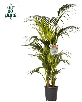 Air So Pure Howea forsteriana (Kentiapalm) 180 cm - afbeelding 1