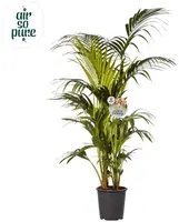 Air So Pure Howea forsteriana (Kentiapalm) 180 cm - afbeelding 1