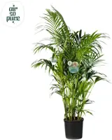 Air So Pure Howea forsteriana (Kentiapalm) 200cm - afbeelding 1