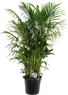 Air So Pure Howea forsteriana (Kentiapalm) 210cm - afbeelding 1