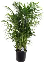 Air So Pure Howea forsteriana (Kentiapalm) 210cm kopen?