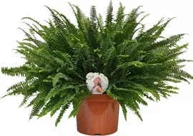 Air So Pure Nephrolepis green lady 80cm kopen?